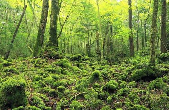 森林资源民事纠纷案件司法解释2023最新【全文】